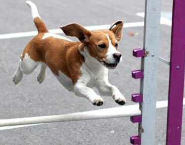 Dog going through agility course